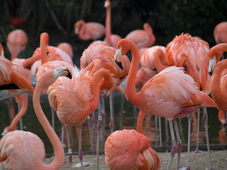 Large group of pink flamingos in zoo