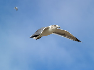 Seagull flying in the sky close-up shot