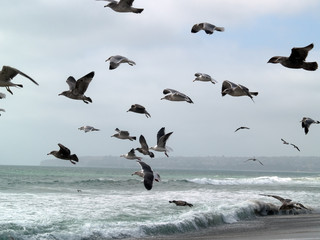 Big group of seagulls taking off from beach