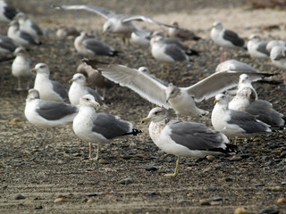Big group of seagulls resting on seashore