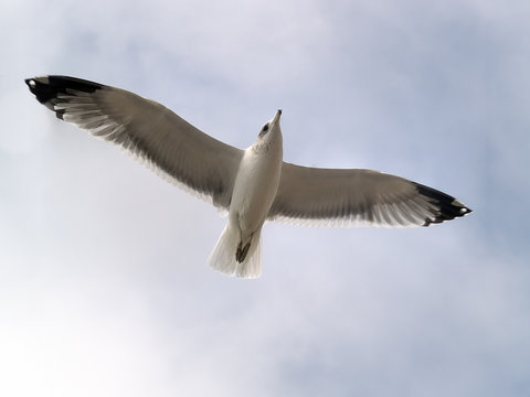 Seagull flying in the sky close-up shot