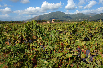Fototapeta na wymiar vignoble Corse plaine orientale