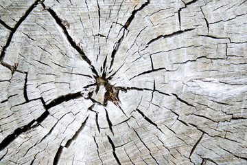 Obraz premium Collection of the textures (saw of the wood)