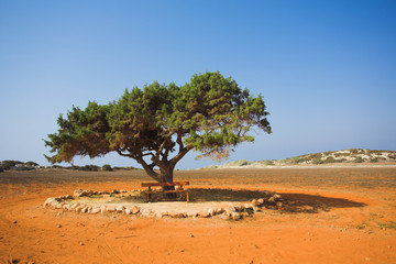 Alone tree in stone desert Cavo Greco