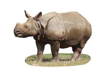 Fototapeta premium Indian Rhinoceros