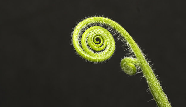 fiddle head fern isolated on black background
