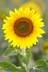 Gorgeous sunflower with green leaves.