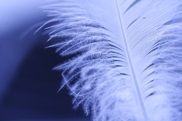 Close-up of a white feather on a blue background