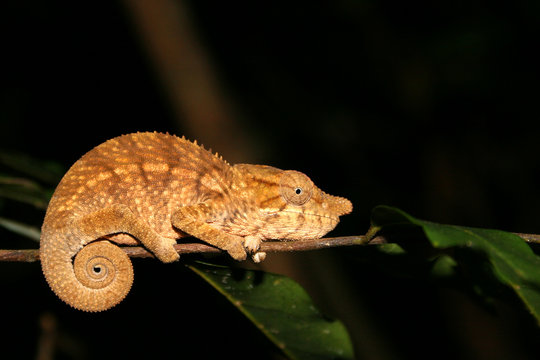 Chamäleon Madagaskar 16