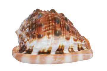 Brown sea shell (isolated on white background)