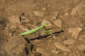 Stick insect walking through burnt ground