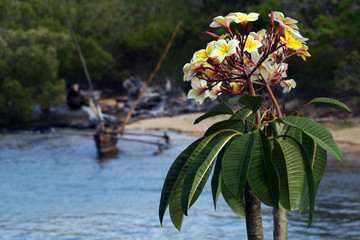 Blume Madagaskar 02
