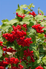 Guelder-rose growing on the outskirts of the village