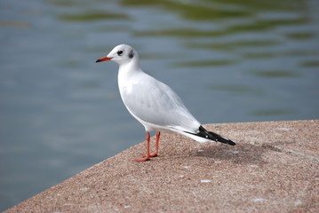 ornithologie