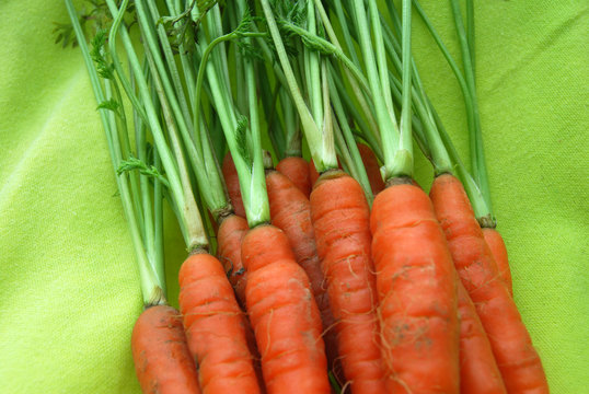 Carottes Bio et Fanes