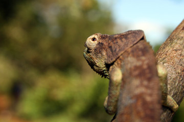 Chamäleon Madagaskar 19