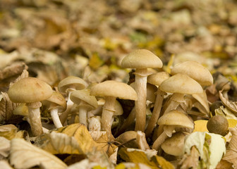 1 Mushroom  2008