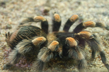 mygale