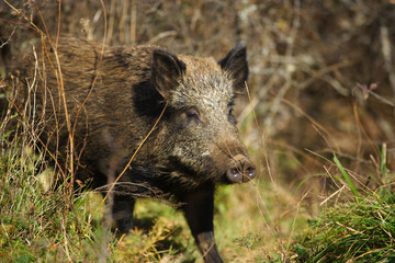 sanglier