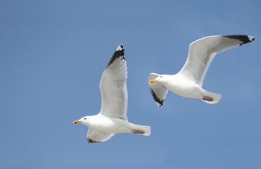 Two seagulls in the bluw sky © jeancliclac