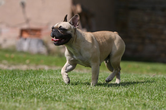 chien bouledogue en avant