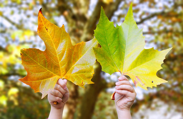 automne