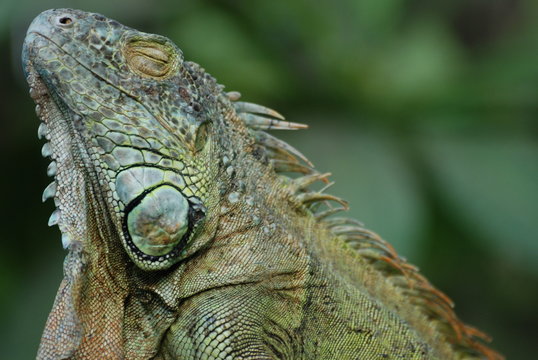 iguane