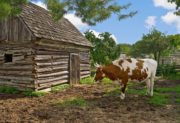 Ox in Barnyard