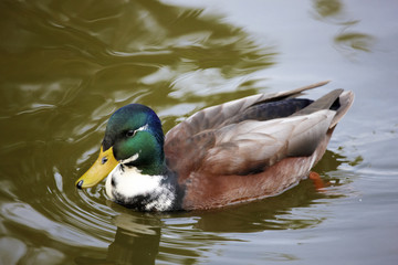 Duck in the pond