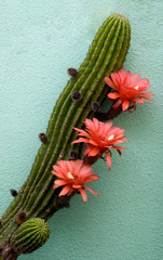 Cactus with flowers and buds