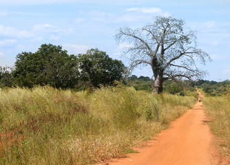 Fototapeta na wymiar dirt road in the middle of Africa