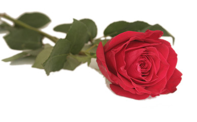 One red rose on a white background