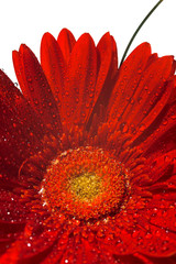 close up photo of the red gerber flower