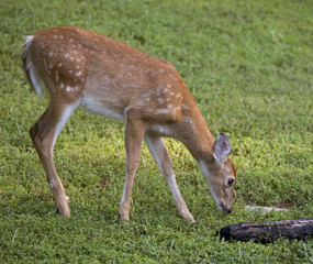 whitetail deer fawn sniffing the ground for food