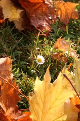Blume im Herbst