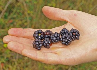 There are berries of blackberry on the palm of hand.