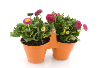 Flowers for the garden