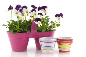 summer in the garden with bright Violins