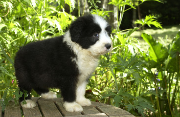 chiot bearded collie boudeur