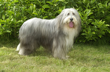 chien bearded collie de profil, au standard © CallallooAlexis
