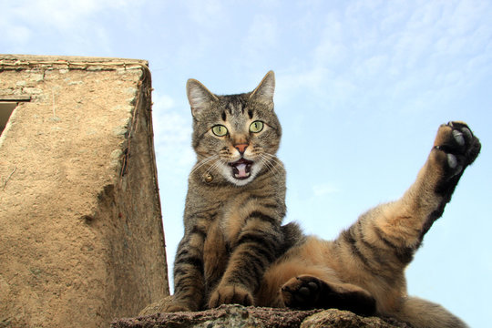 karat&eacute; cat
