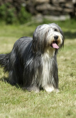 bearded collie qui s'apprête à sauter