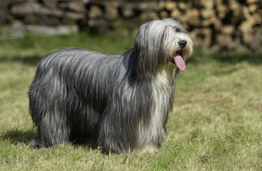 bearded collie à l'arrêt © CallallooAlexis