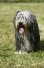 bearded collie essoufflé de face