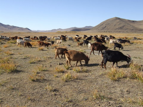 Mongolia