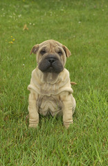 bébé shar pei assis de face