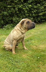 shar pei assis