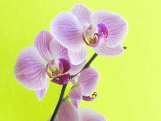 macro orchid of falinopsis on the coloured background