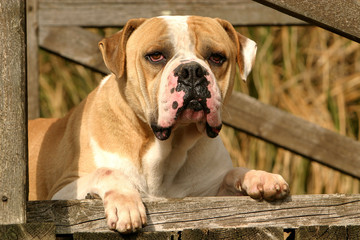 Bouledogue américain bicolore passe la tête à travers le portail