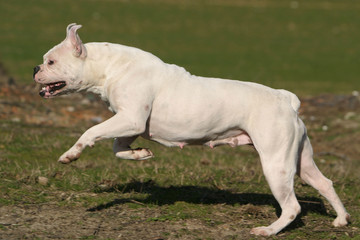 Course d'une chienne Bouledogue americain blanche